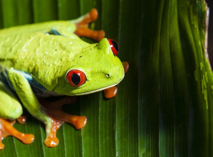 Wallpaper frog, green, 4k, Animals 1479716837